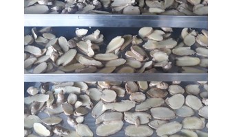 TỦ SẤY KHOAI ĐẠT HIỆU QUẢ CAO NHỜ CHẤT LƯỢNG TỦ SẤY TỐT - ĐIỆN CƠ XANH